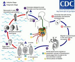 Life Cycle of Schistosoma haematobium. Source: http://people.emich.edu/kmcgowa4/images/Schistosoma%20life%20cycle.gif