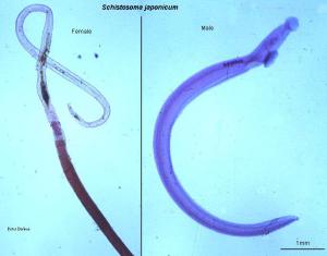 Adults Female (L) and Adult Male (R) Schistosoma haematobium. Source: http://pathmicro.med.sc.edu/parasitology/sjapomf.jpg