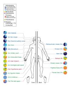 Description of the human body and the bacteria the predominate in the Human Microbimoe  Source: http://upload.wikimedia.org/wikipedia/en/0/0a/Skin_Microbiome20169-300.jpg
